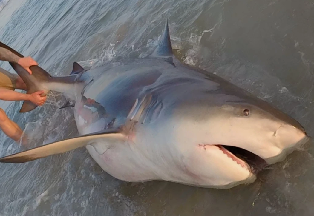 3 ALL ROUNDER TRACES - 5M, 2.5mm, 20/0